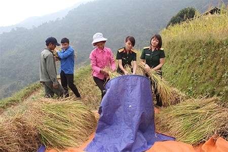 Cán bộ Đoàn KT-QP 313, Bộ CHQS tỉnh Hà Giang cùng nhân dân thôn Nậm Tẩm, xã Thanh Đức, huyện Vị Xuyên thu hoạch lúa.