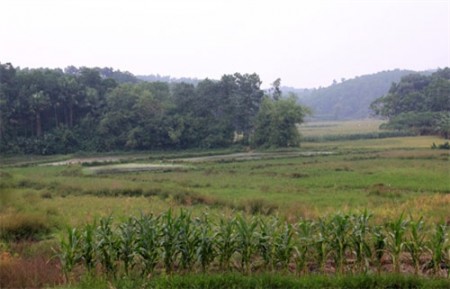 Những thửa ruộng xơ xác tại cánh đồng Đầm Giao, Đồng Thịnh.