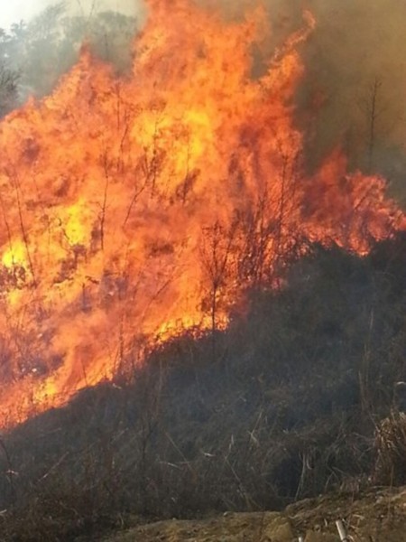 Cánh rừng bị chết khô do băng giá và đám cháy đầu tiên ngày 8-3 tại bản Pá Khoang, xã Mường Và, huyện Sốp Cộp.