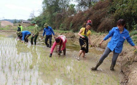 Bộ đội và TTTTN Đội Sản xuất số 2, Đoàn KT-QP 326, Bộ CHQS tỉnh Sơn La giúp dân cấy lúa trong ngày khai xuân.