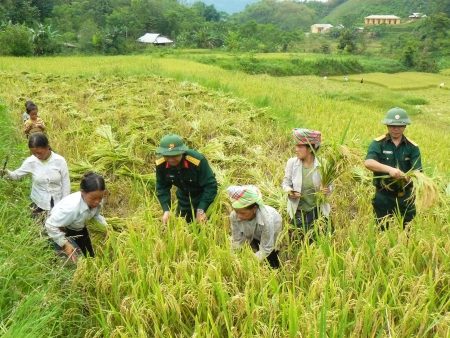 Bộ đội giúp nhân dân bản Mông thu hoạch mùa.