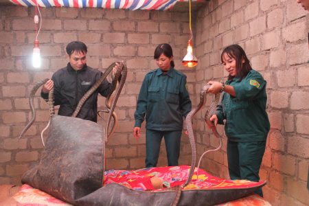 Mô hình nuôi rắn của dân quân xã Phú Lộc, huyện Phù Ninh cho hiệu quả kinh tế cao.